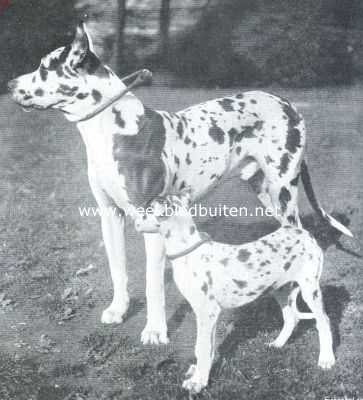 De Duitsche dog. Nestor met zijn oudste dochter Hedwig II. Eigenaar Bron Vos