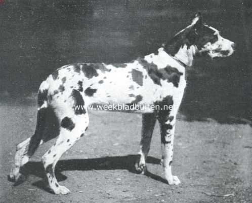 Onbekend, 1913, Onbekend, De Duitsche dog. Een eigenaardig gevlekte Duitsche dog