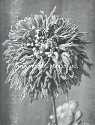 Onbekend, 1913, Onbekend, De Plantenkeuring der Maatschappij voor Tuinbouw- en Plantkunde op 11 Nov. l.l. gehouden. Crysanthemum 