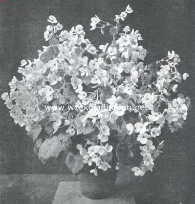 Onbekend, 1913, Onbekend, De Plantenkeuring der Maatschappij voor Tuinbouw- en Plantkunde op 11 Nov. l.l. gehouden. Begonia 