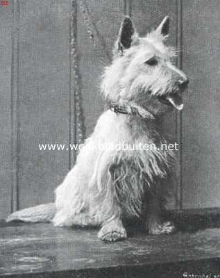 Onbekend, 1914, Onbekend, Een aardige witte West-Highland terrier, zittend