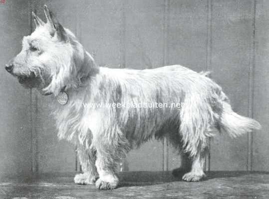 Onbekend, 1914, Onbekend, Witte West-Highland terrier, staande