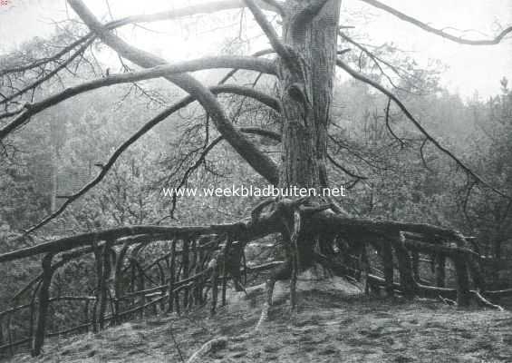 Denneboom, die door zijn ondermijning de typische wortelgroei te zien geeft