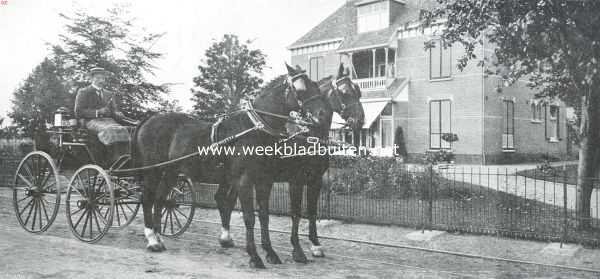 Gelderland, 1914, West-Pannerden, Een Nederlandsche rasvee-fokkerij. Span hengsten Fashion en Canrobert. Beide paarden gaan met verbazend veel actie, temperament en snelheid, en zijn daarbij zeer mak