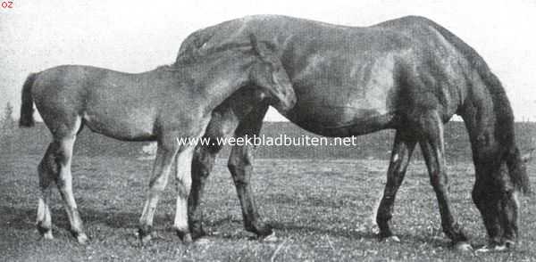 Een Nederlandsche rasvee-fokkerij. Brionie bruin, preferente fok-merrie, Hoog 1,66 M. Geboren 1901, met veulen Nora. Vader kampioen Prettendent, moeder premie-merrie Magna