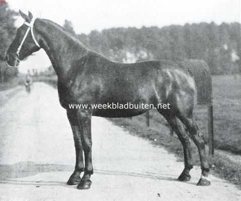Gelderland, 1914, West-Pannerden, Een Nederlandsche rasvee-fokkerij. Julia, donkerbuin. Hoog 1,67 M. Geboren 1908. Vader Canrobert, moeder Corona