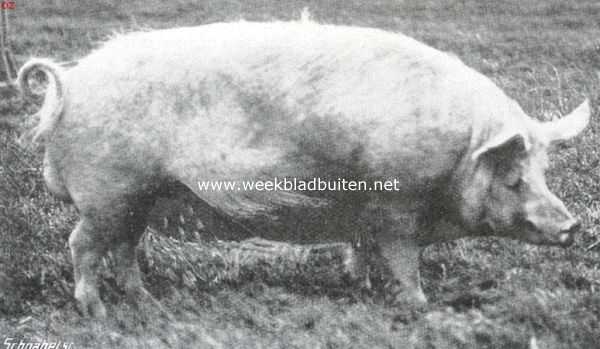 Gelderland, 1914, West-Pannerden, Pauwens Groot-Yorckshire beer, 14 maanden oud