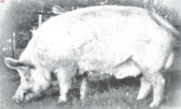 Gelderland, 1914, West-Pannerden, Pauwens Groot-Yorckshire beer, een jaar oud