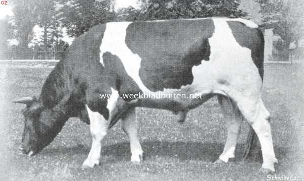 Gelderland, 1914, West-Pannerden, Twee-jarige stier