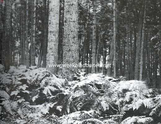 Zuid-Holland, 1914, Lisse, 