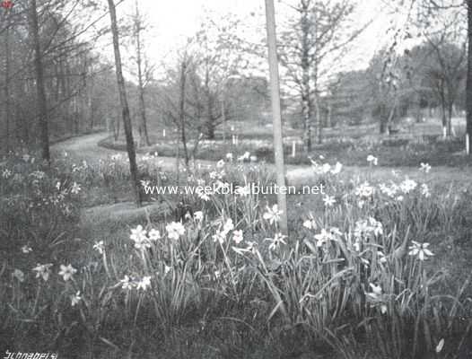 Gelderland, 1914, Wageningen, Bolgewassen in het Arboretum der Hoogere Landbouwschool te Wageningen. Narcissen tusschen het gras