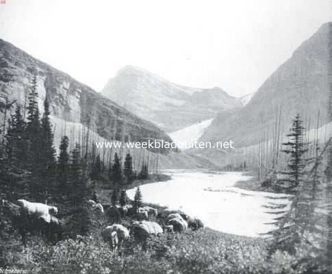 Canada, 1914, Onbekend, Canada. In de Rocky Mountains. Op den voorgrond lastpaarden