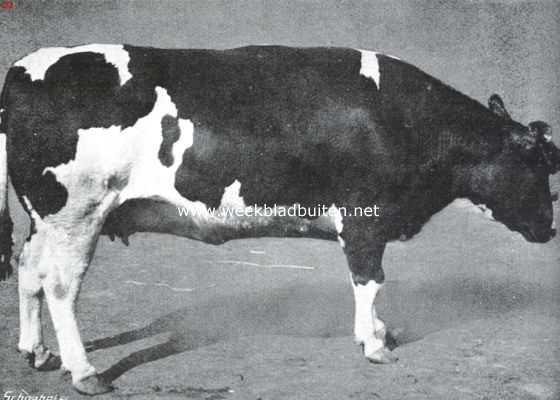 Zuid-Holland, 1914, Rotterdam, De Paasch-Veetentoonstelling te Rotterdam. Met eersten prijs bekroonde koe uit de klasse 