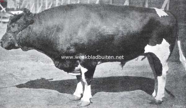 Zuid-Holland, 1914, Rotterdam, De Paasch-Veetentoonstelling te Rotterdam. De zesjarige fokstier 