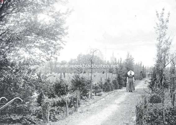 Zeeland, 1914, Kapelle, Een Zuid-Bevelandsche boomkweekerij. Een der lanen in het najaar, op den achtergrond de toren van Kapelle