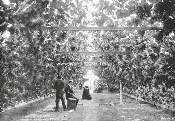 Zeeland, 1914, Kapelle, Een Zuid-Bevelandsche boomkweekerij. Druivenkas