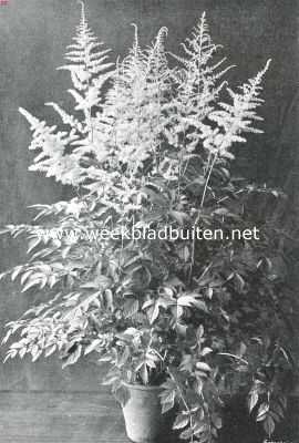 Nederland, 1914, Amsterdam, Spiraea Arendsii 