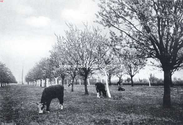 Gelderland, 1914, Onbekend, In de Betuwe. Kersenboomen in bloei