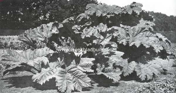 Onbekend, 1914, Onbekend, Een vorstelijke vaste-plant. Een prachtige Gunnera Manicata