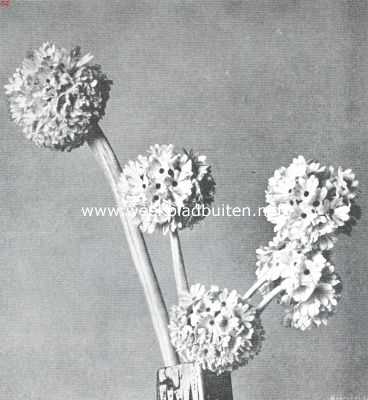 Een lentebode. Primula Denticulata Grandiflora