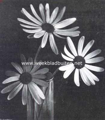 Nederland, 1914, Onbekend, Bloemen van de Senecio Glastifolius 