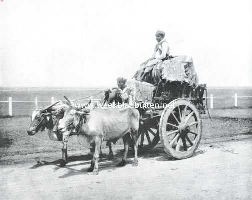 Onbekend, 1914, Onbekend, De in Britsch-Indi zoo belangrijke katoenoogst wordt op een voertuig, als het hierboven afgebeelde, getrokken door kleine ossen, naar de stations gebracht