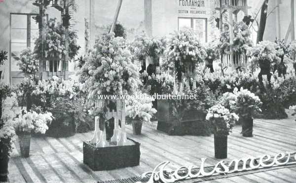 Rusland, 1914, St. Petersburg, Aalsmeersche bloemen op de internationale tuinbouwtentoonstelling te St. Petersburg