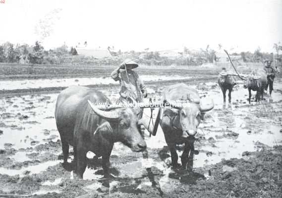 Indonesi, 1914, Onbekend, De rijstcultuur op Java. Ploegen met karbouwen 1