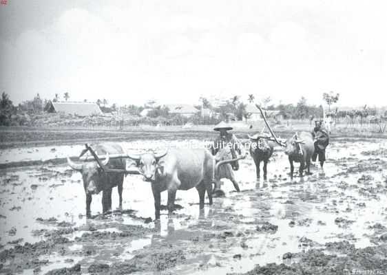 Indonesi, 1914, Onbekend, De rijstcultuur op Java. Ploegen met karbouwen 2