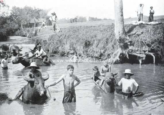 Indonesi, 1914, Onbekend, De rijstcultuur op Java. Het baden der karbouwen