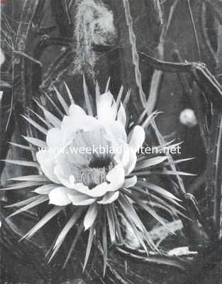 Een koningin der nacht. Bloem van een slechts eenmaal per jaar bloeiende nacht-cactus in de Rotterdamsche Diergaarde