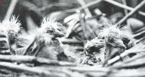 Noord-Holland, 1914, Naarden, Het Naardermeer en zijn vogelleven. Jonge purper-reigers op hun nest