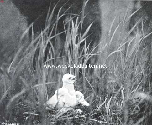 Noord-Holland, 1914, Naarden, Het Naardermeer en zijn vogelleven. Jonge kiekendief in verdedigende houding