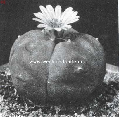 Onbekend, 1914, Onbekend, Echino-cactus Williams II (Lem.). Kleur der bloem: van buiten donkere strepen, van binnen licht rose, in 't midden der bloemblaadjes een weinig donkerder, stampertje roseachtig geel, meeldraadjes geel