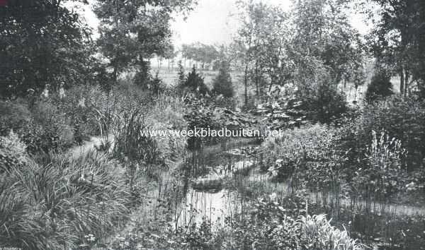 De tuin der Gerard-Adriaan-Van-Swieten-Tuinbouwschool te Frederiksoord. Water- en moerasplanten