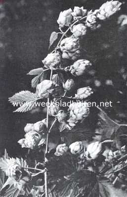 Hop (Humulus Lupulus). Vruchtdragende tak in de duinen