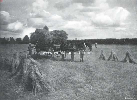 Haver. Het opladen van haver in het veld