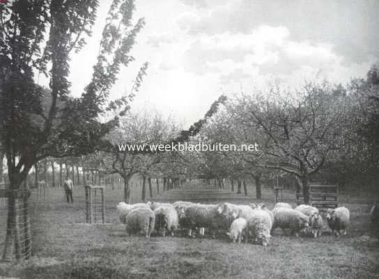 Nederland, 1914, Onbekend, Vredige landschappen. Stilstaand, bijeengedrongen tot een stomstarende, goedige beestengroep