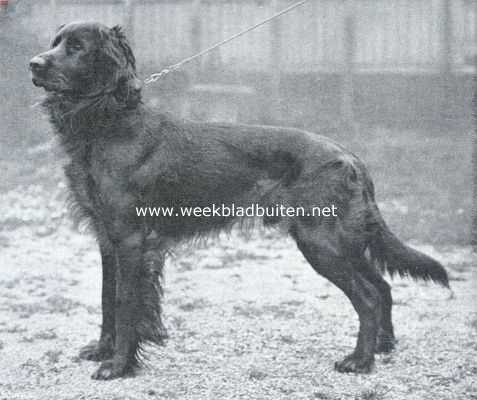 Onbekend, 1914, Onbekend, Gordon setters. Een mooi rood exemplaar