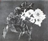 Miniatuurfoto