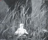 Miniatuurfoto