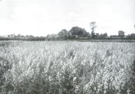 Miniatuurfoto