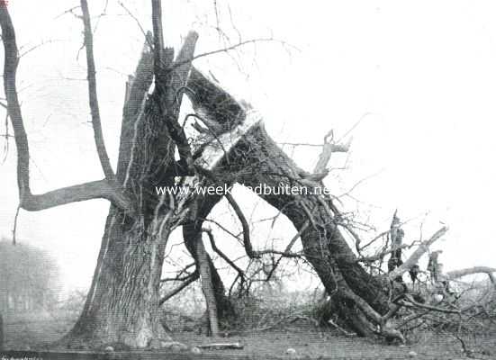 Noord-Holland, 1915, Bloemendaal, Een oude boom op een heide bij Bloemendaal, die door den orkaan in den nacht van 28 op 29 December L.L. als een rietje is geknakt