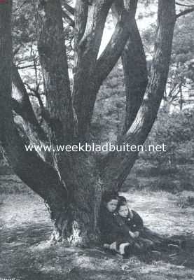Onbekend, 1915, Onbekend, Alleen in 't bosch
