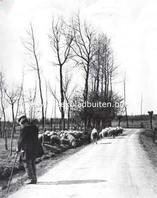 Utrecht, 1915, Onbekend, Langs de Langbroeker Wetering. Schaapherder aan den Odijkerweg