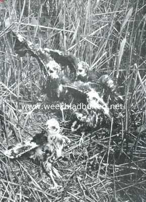 Onbekend, 1915, Onbekend, De kuikendief. Nest met bijna volwassen jongen van den bruinen kuikendief.