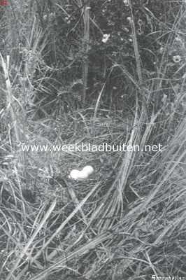Onbekend, 1915, Onbekend, De kuikendief. Nest met eieren van den aschgrauwen kuikendief