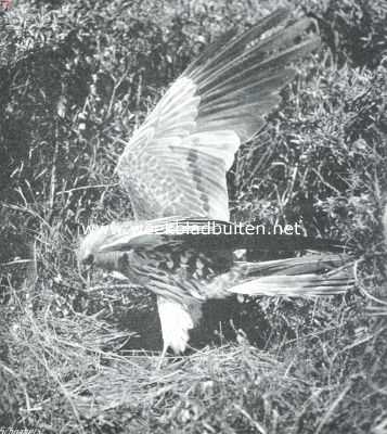 Onbekend, 1915, Onbekend, De kuikendief. Aschgrauwe kuikendief bij zijn nest