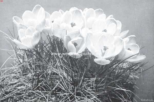 Crocussen. Een pol van voorjaars-crocussen, uit een enkele knol gekweekt