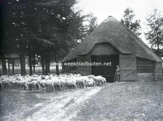 Het Veluwsche landschap. 's Morgens voor den schapenstal